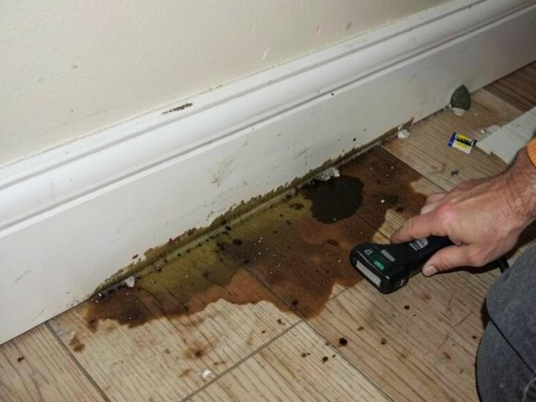 Water Damage-Related Mold